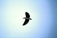 Night Heron in flight