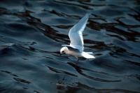 A Black Headed Gull flying in winter plummage