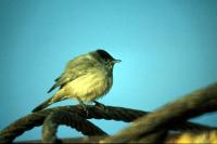 A Blackcap perched on a cable