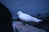 An Ivory Gull perched on a dead whale.