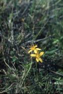 St. John's-wort flowers among grass.