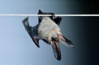 A Long-eared Bat hanging from a piece of string