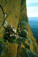 Sea Aster growing on a small ledge.