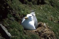 A Lesser Black-backed Gull on the nest