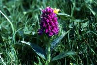 Northern Marsh Orchid flower in close-up