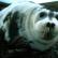 This Bearded Seal was quite tame.