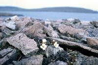 Arctic Sandwort grows on rocky ground