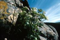 Scot's Loviage growing from cracks in a cliff