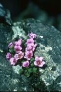 Purple Saxifrage in a crack in the rock