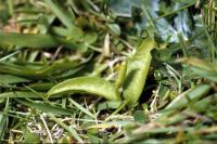 Small Adder's Tongue in the grass