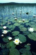 White Water-lilies at the edge of a loch