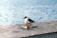  Pomarine Skua