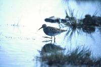 Pectoral Sandpiper