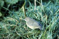  Garden Warbler