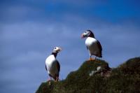 Two Puffins stand by the shore