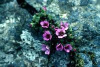 Purple Saxifrage takes advantage of cracked rock