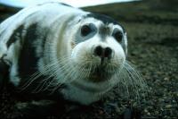 This Bearded Seal was quite tame.