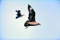 Two Great Skuas in flight