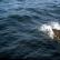 A Porpoise followes the boat.