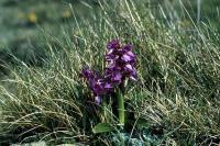 Early Purple Orchid