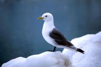 Kittiwake