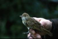 A Thick-billed Warbler in profile