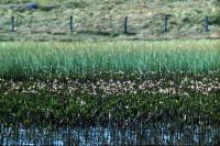 Bogbean growing by a loch