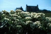 A clump of Magellan Ragwort flowers