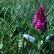 A Northern Marsh Orchid in close-up