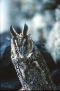 Long-eared Owl