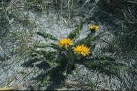 Dandelions growing on a sandy beach.