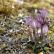 Nodding Lychnis