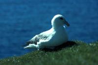 Fulmar sitting on the grass