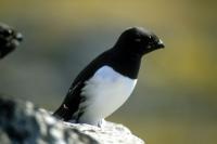 Little Auk