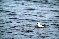 An albino Puffin