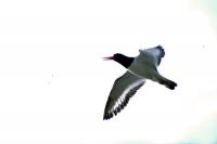 Oystercatcher in flight