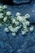 Common Scurvygrass growing in cracks between rocks