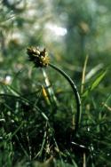 A Curved Sedge in close-up