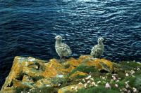 Two Great Black-backed Gull chicks on the cliffs