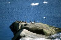 Pale-bellied Brent Goose