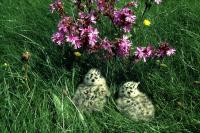 Red Campion sheltering two gull chicks