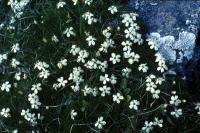 White Moss Campion