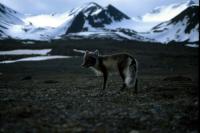 Arctic Fox