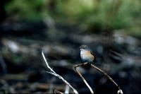 A Common Redstart