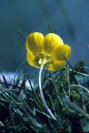 A Bulbous Buttercup in close-up