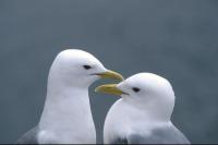 Two courting Kittiwakes