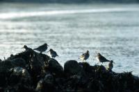  Purple Sandpipers