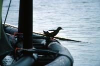 Black Guillemot stands on a salmon cage