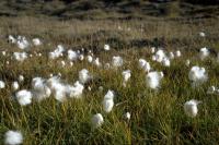 Arctic Cotton Grass