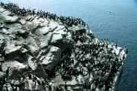 A Guillemot colony on the edge of a stack